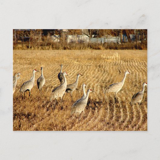 Sandhilll Cranes Briefkaart (Voorkant)