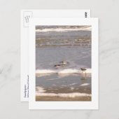 Sandpeper Briefkaart (Voorkant / Achterkant)