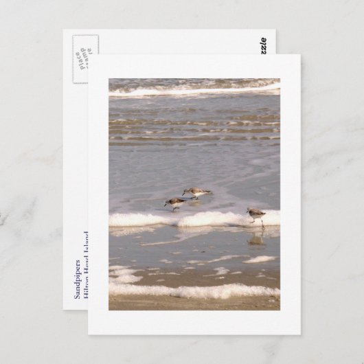 Sandpeper Briefkaart (Voorkant / Achterkant)