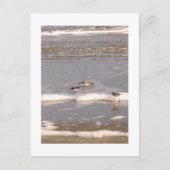 Sandpeper Briefkaart (Voorkant)