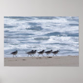 Sandpers op strand poster (Voorkant)