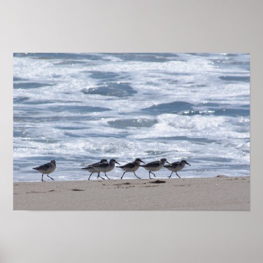 Sandpers op strand poster (Voorkant)