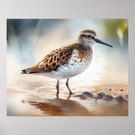Sandpiper Bird Art Print Poster (Voorkant)