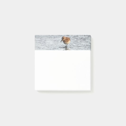 Sandpiper Bird Foto Stationery 3x3 Opmerkingen Post-it® Notes (Voorkant)
