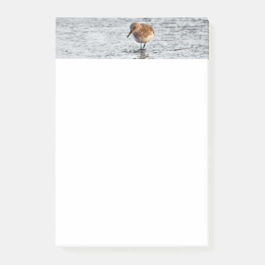 Sandpiper Bird Foto Stationery 4x6 Opmerkingen Post-it® Notes (Voorkant)