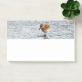 Sandpiper Bird Foto Stationery Note Pad (Kantoor)