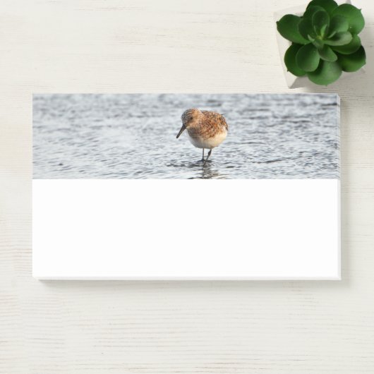 Sandpiper Bird Foto Stationery Note Pad (Kantoor)