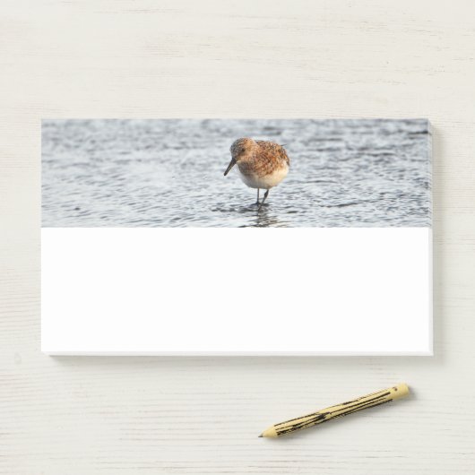 Sandpiper Bird Foto Stationery Note Pad (Op bureau)