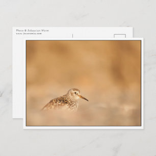 Sandpiper Bird Natuur Foto Briefkaart