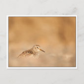 Sandpiper Bird Natuur Foto Briefkaart (Voorkant)