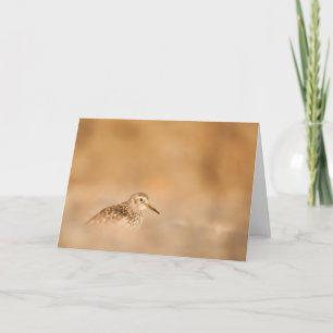 Sandpiper Bird Natuur Foto Kaart