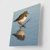 Sandpiper Bird Photo Reflection Ocean Clock Vierkante Klok (Hoek)