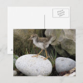 Sandpiper Chick Briefkaart (Voorkant / Achterkant)