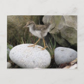 Sandpiper Chick Briefkaart (Voorkant)