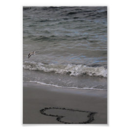 Sandpiper in Love Foto Afdruk