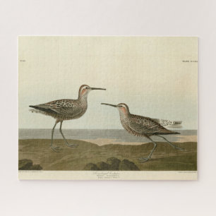 Sandpiper met lange poten - Amerikaanse vogels van Legpuzzel