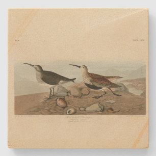 Sandpiper met rode ruggen - Amerikaanse vogelvogel Stenen Onderzetter