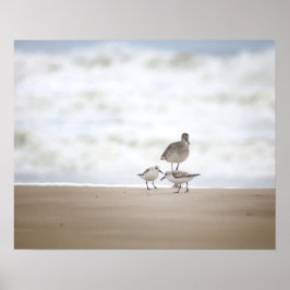 Sandpiper met twee zanderlings op de strand 16x20 poster
