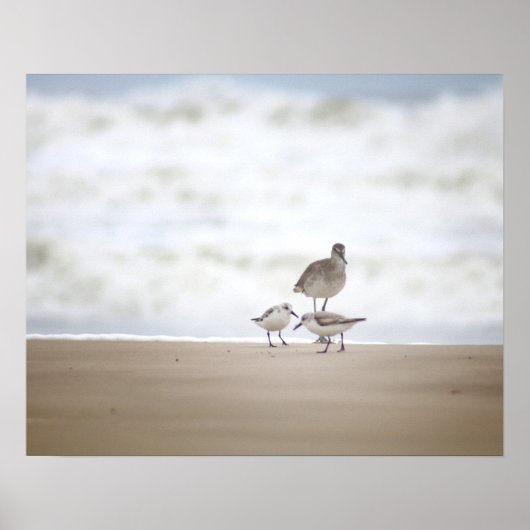 Sandpiper met twee zanderlings op de strand 16x20 poster (Voorkant)