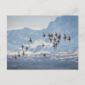 Sandpiper Natuur Foto Briefkaart (Voorkant)