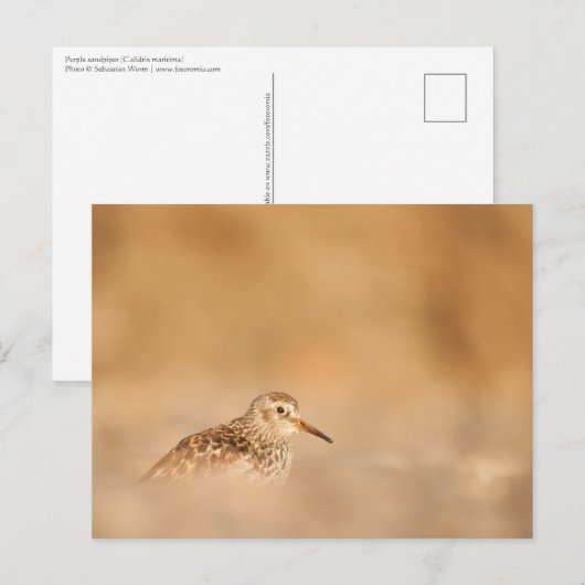Sandpiper Natuur Foto Briefkaart (Voorkant / Achterkant)