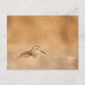 Sandpiper Natuur Foto Briefkaart (Voorkant)