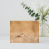 Sandpiper Natuur Foto Briefkaart (Staand voorkant)