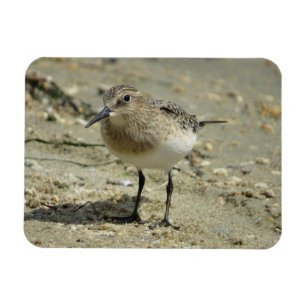 Sandpiper op het strand Magnet Magneet