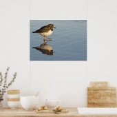 Sandpiper op waterdruk poster (Keuken)