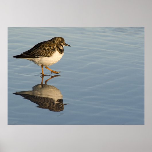 Sandpiper op waterdruk poster (Voorkant)