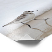 Sandpiper Shorebird Poster Fotografie Print (Hoek)