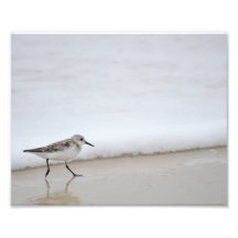 Sandpiper Shorebird Poster Fotografie Print