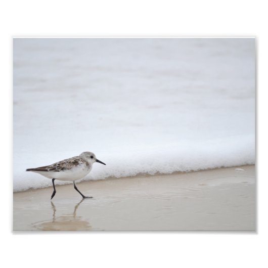 Sandpiper Shorebird Poster Fotografie Print (Voorkant)