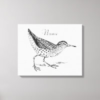 Sandpiper Shorebird Thunder_Cove