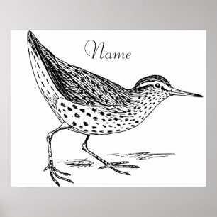 Sandpiper Shorebird Thunder_Cove Poster