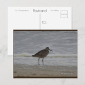 Sandpiper V | Blue Beach Song™-Briefkaart Briefkaart (Voorkant / Achterkant)