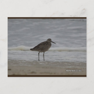 Sandpiper V | Blue Beach Song™-Briefkaart Briefkaart