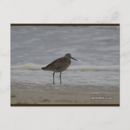Sandpiper V | Blue Beach Song™-Briefkaart Briefkaart