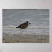 Sandpiper V Poster (Voorkant)