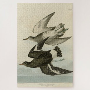 Sandpiper van Townsend - Vogels van Audubon Legpuzzel