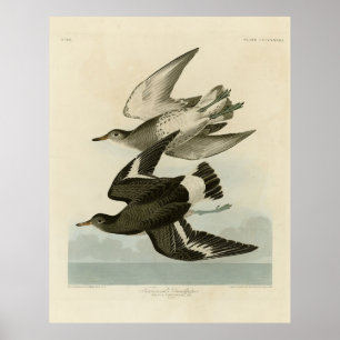 Sandpiper van Townsend - Vogels van Audubon Poster
