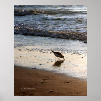 SandpiperPoster Poster