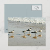 Sandpipers aan de rand van de oceaan briefkaart (Voorkant / Achterkant)