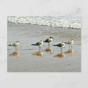 Sandpipers aan de rand van de oceaan briefkaart