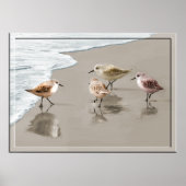 Sandpipers aan de Shore Line Poster (Voorkant)
