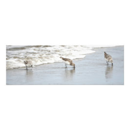 Sandpipers op Beach Large Photo Print Foto Afdruk