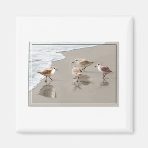 Sandpipers op de Shoreline Magneet