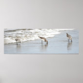 Sandpipers op het Poster Beach Photo Print (Voorkant)