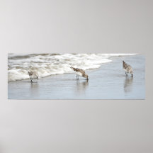 Sandpipers op het Poster Beach Photo Print