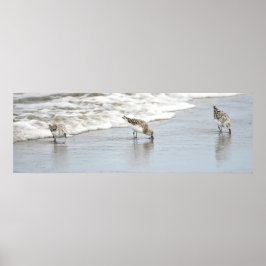 Sandpipers op het Poster Beach Photo Print